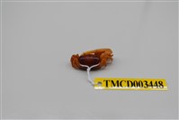 藏品(乳白南方招潮蟹)的圖片